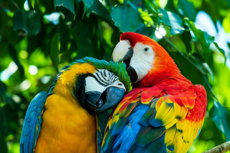 Evolution or Logic: Sympatric Speciation a thorn in Evolution’s side